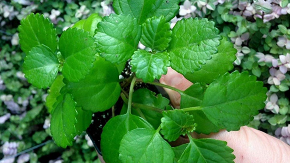 معرفی و نگهداری گل آپارتمانی برگ نعنایی یا پیچک سوئدی