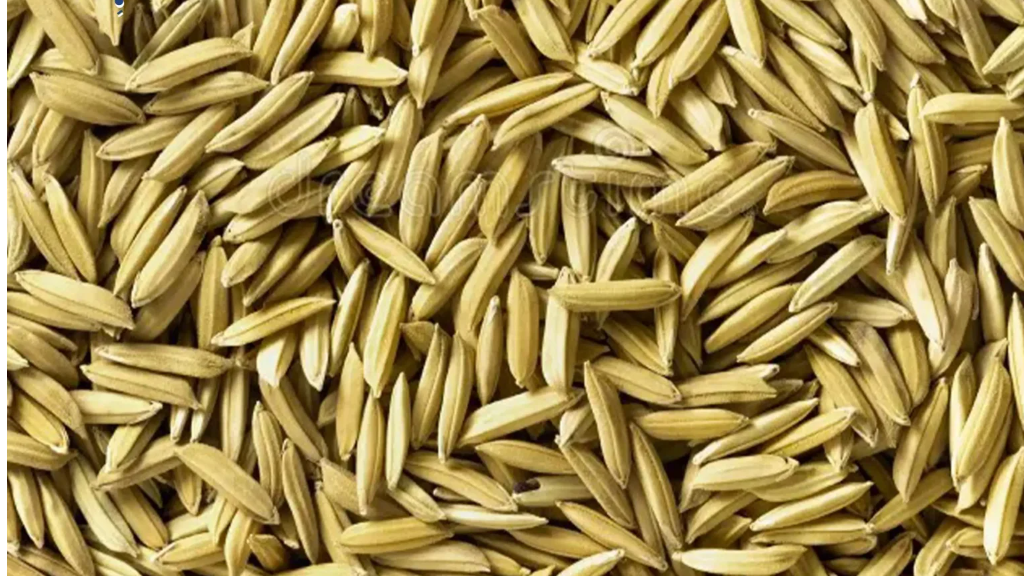 مراحل تولید برنج