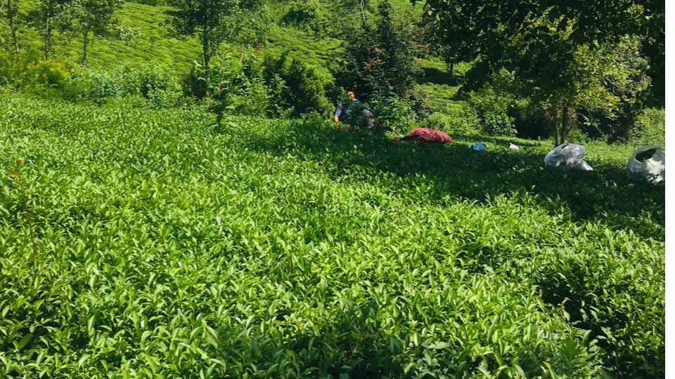 مزایای چای کوهستان راد