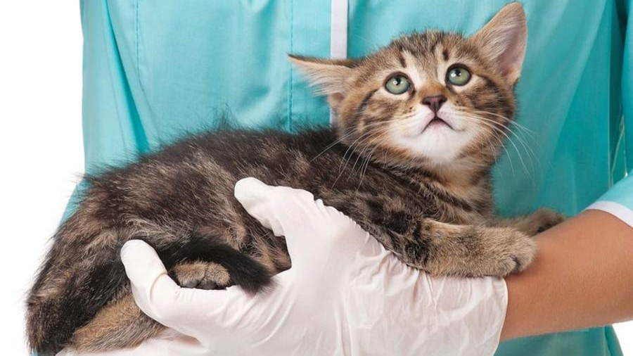 نشانه‌های بیماری‌های شایع گربه