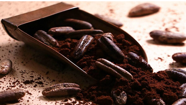 خواص پودر هسته خرما؛ چرا نباید هسته خرما را دور بریزید؟