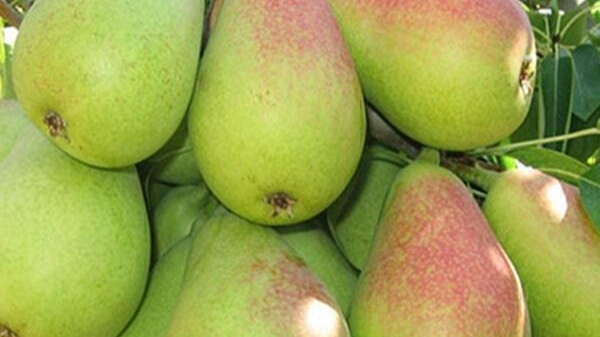 خرید نهال در مشهد ؛ راهنمای انتخاب و خرید بهترین نهال