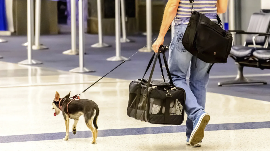 نکات مهم مسافرت رفتن با سگ‌ها