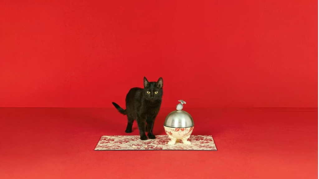 وقتی گربه‌ها غذا نمی‌خورند: راهنمای جامع بی‌اشتهایی در گربه‌ها