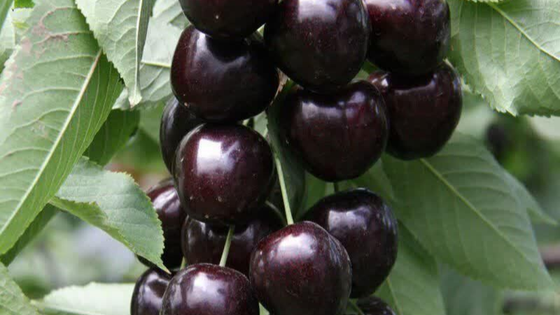 آیا گیلاس تکدانه مشهد در  هوای گرم نیز به خوبی رشد می‌کند