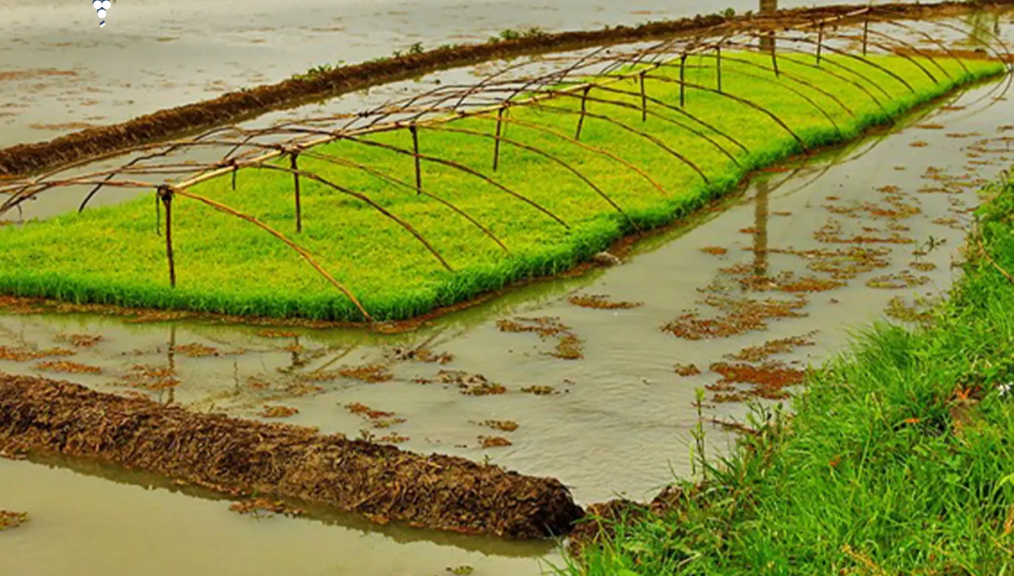 مراحل کاشت برنج