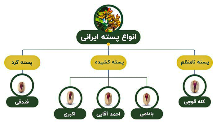 انواع پسته بر اساس شکل ظاهری و محبوبیت