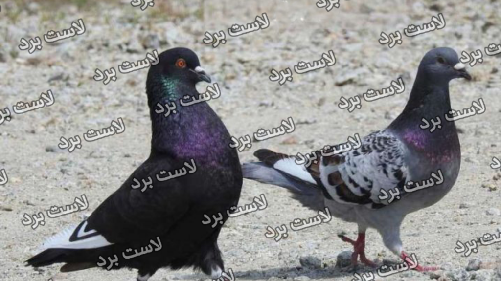 مشکل اسهال در پرندگان