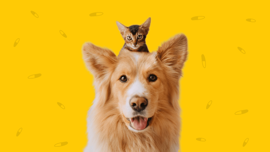 🐾 راهنمای کامل مراقبت‌های بهداشتی و پزشکی حیوانات خانگی 🏥🐶🐱