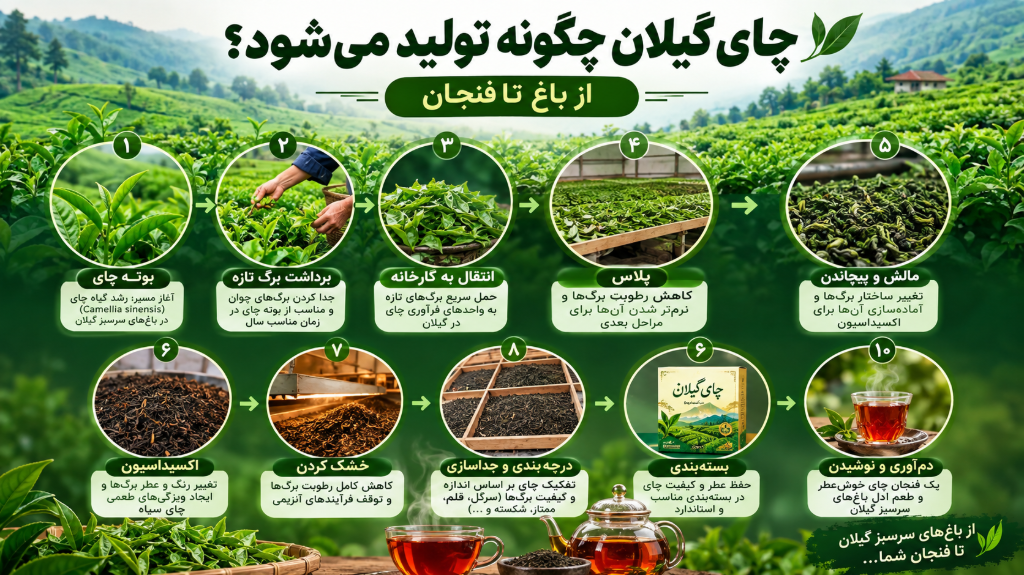 چای گیلان چگونه تولید می‌شود؟ از باغ تا فنجان