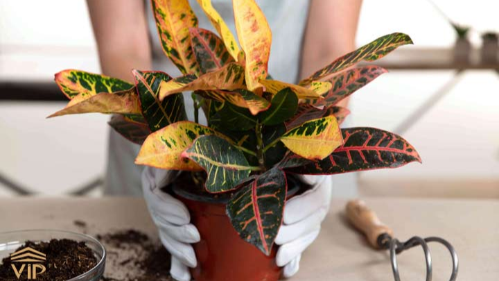 هر آنچه در مورد نگهداری گیاه زیبای کروتن نیاز است بدانید