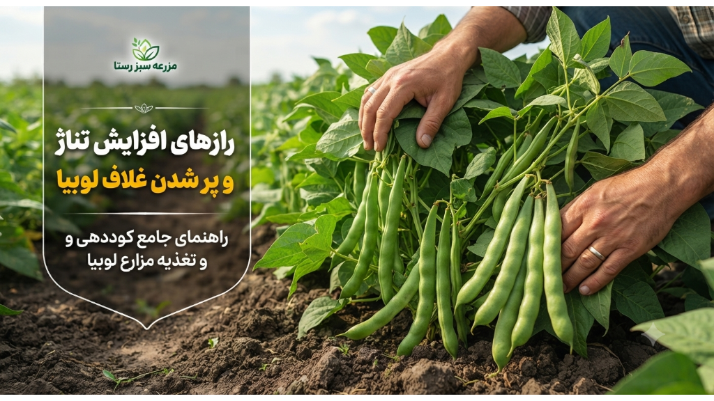 افزایش تناژ و پر شدن غلاف لوبیا