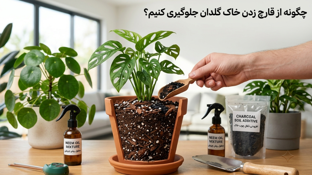 چگونه از قارچ زدن خاک گلدان جلوگیری کنیم؟