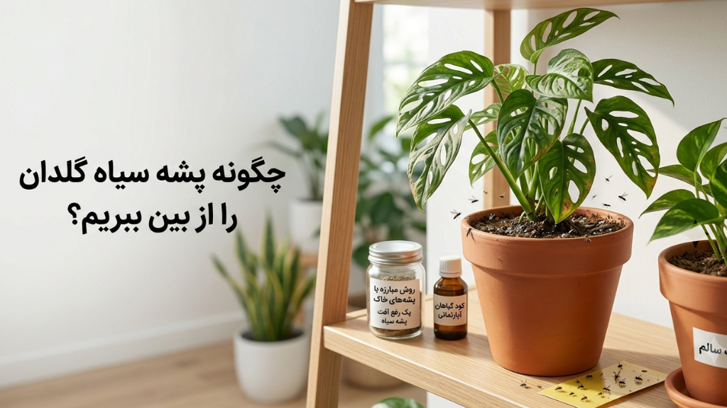 چگونه پشه سیاه گلدان را از بین ببریم؟