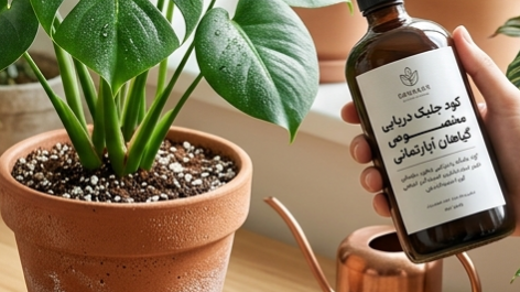 کود جلبک دریایی چیست و چه فوایدی برای گیاه دارد؟