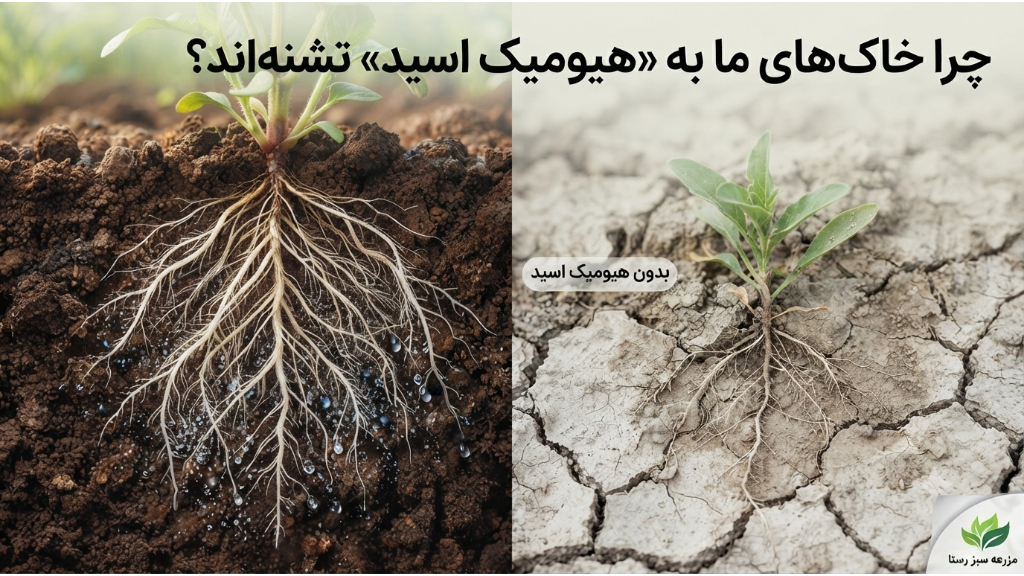 «چرا خاکهای ما به هیومیک اسید نیاز دارند؟»