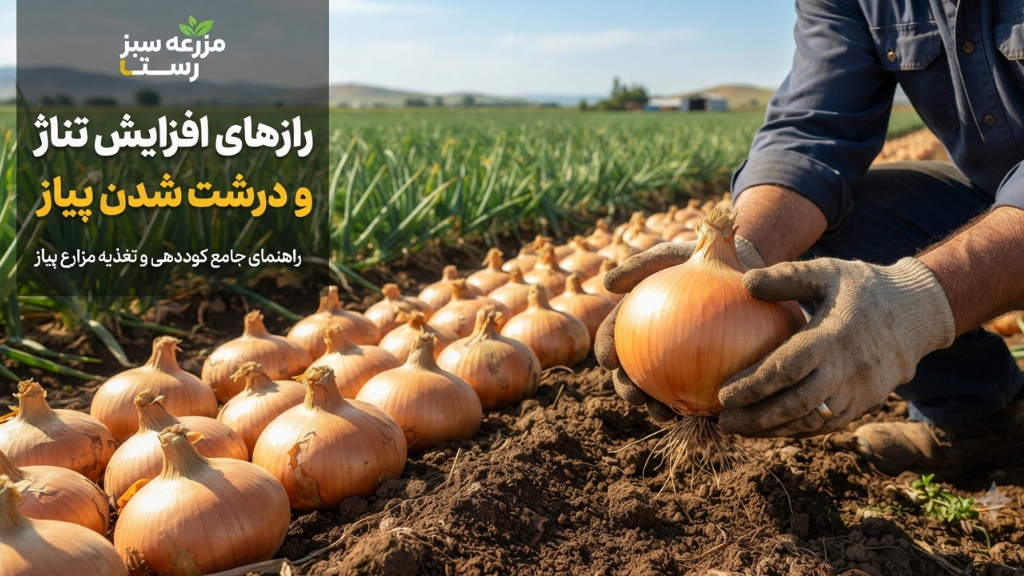 افزایش تناژ و رشد سریع پیاز