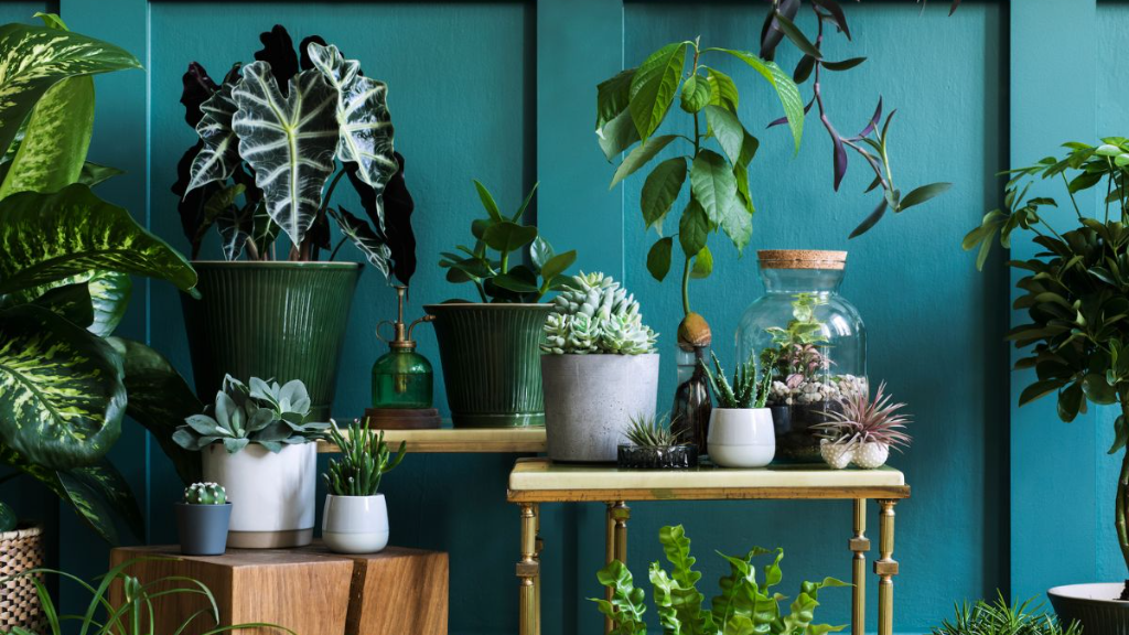 راهنمای کامل تغذیه گیاهان آپارتمانی | از کوددهی تا مراقبت اصولی