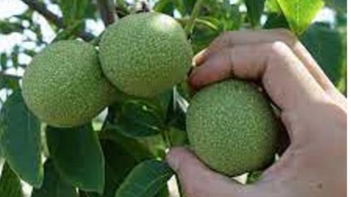 انواع کودهای مناسب برای درخت گردو