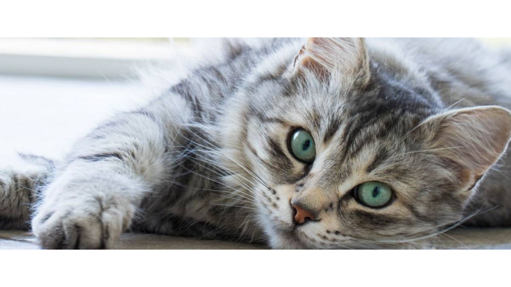 مشکلات کلیه در گربه های مسن