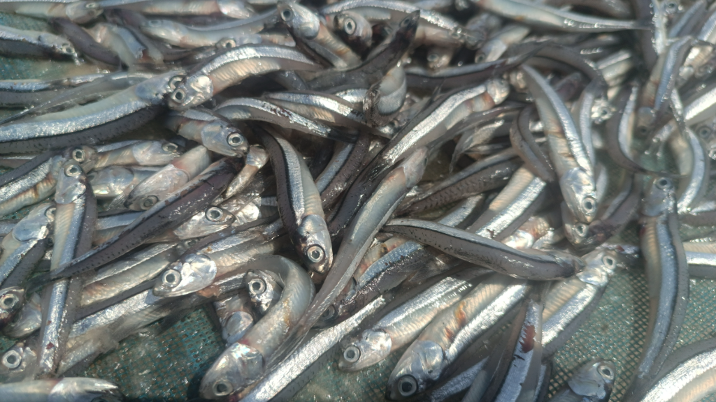 چگونه ماهی کولی بخوریم؟