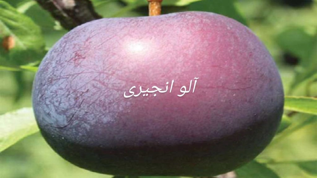 نهال آلو انجیری