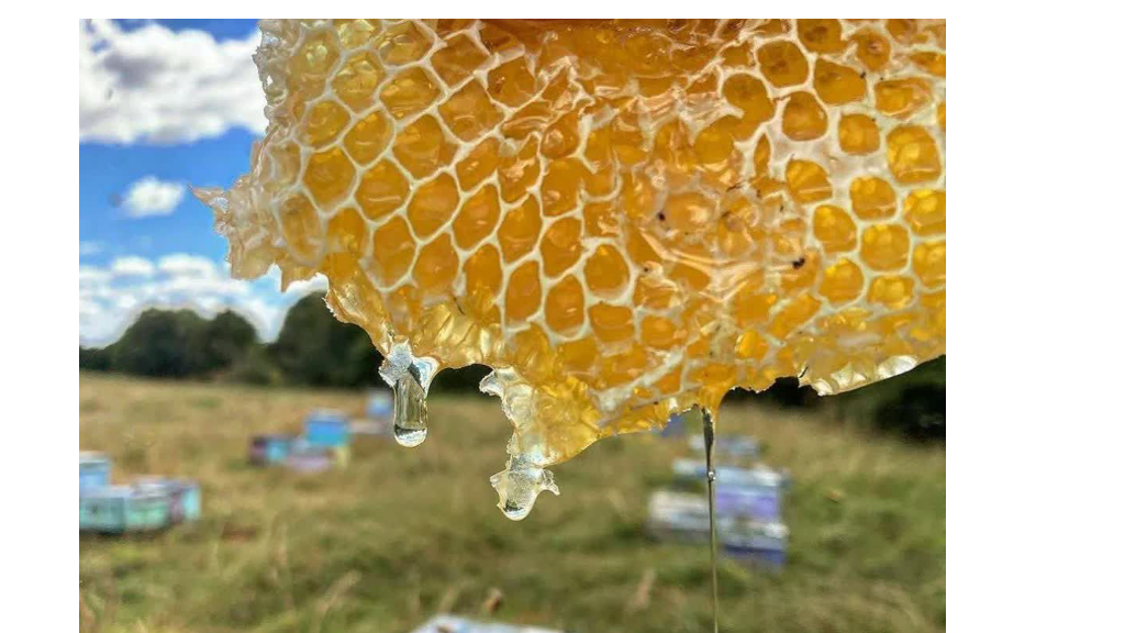 عسل سبلان و خواص بی نظیر آن