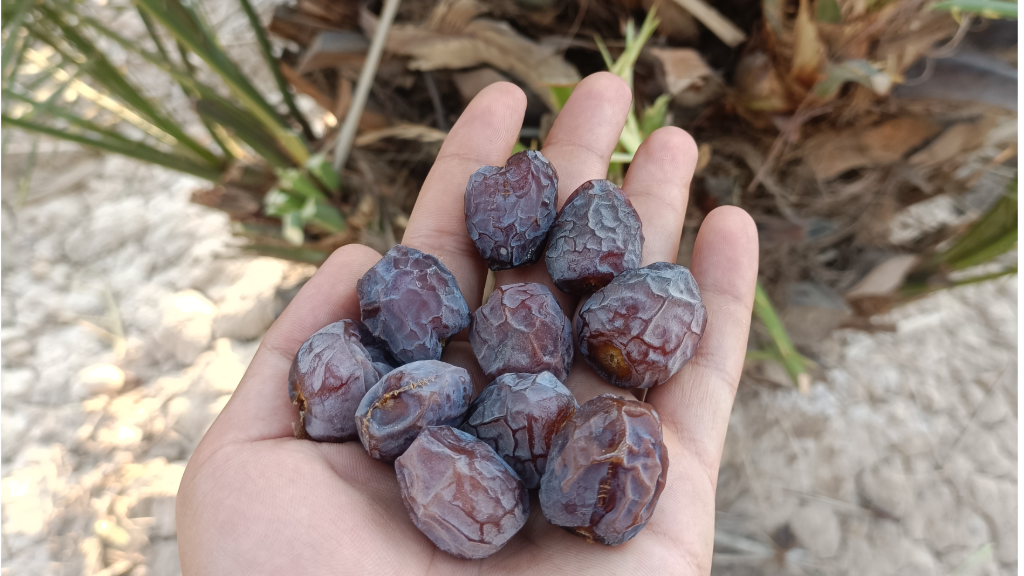 خرمای آلویی(گنتال)