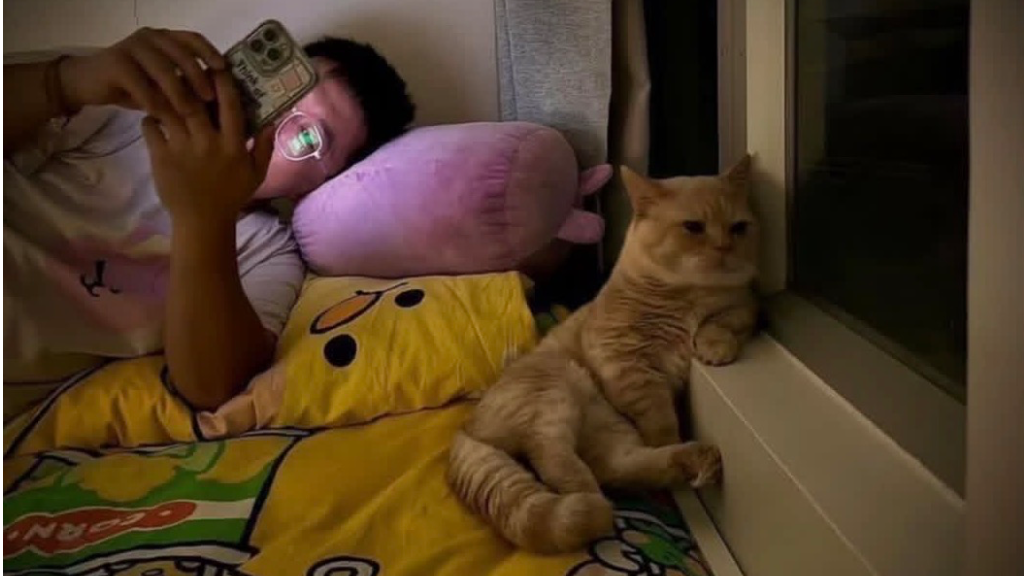 گربه پلاس | بعد از واکسیناسیون گربه چه کارهایی باید انجام دهیم؟