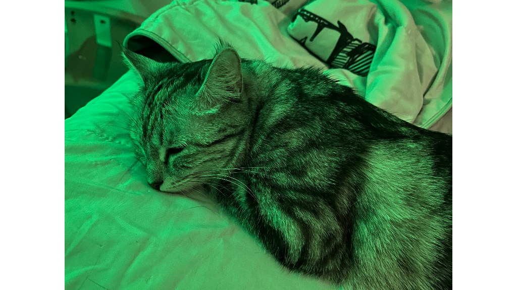 راهنمای کامل نگهداری از گربه در خانه