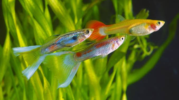معرفی ماهی گوپی guppy