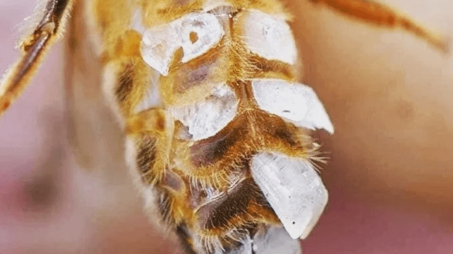 زنبور عسل چگونه از زیر شکمش موم تولید می‌کند؟ 🐝