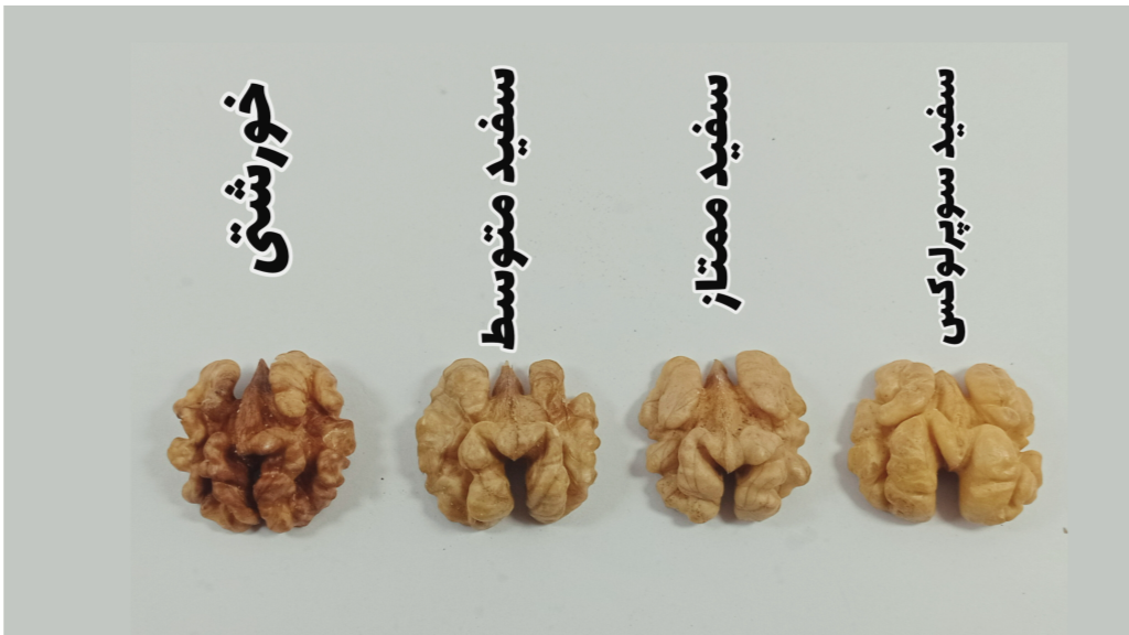انواع مغز گردو ایرانی