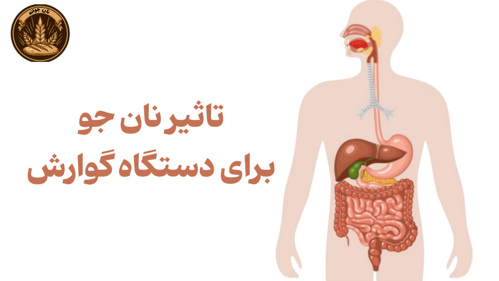 تاثیر نان جو بر سلامت دستگاه گوارش
