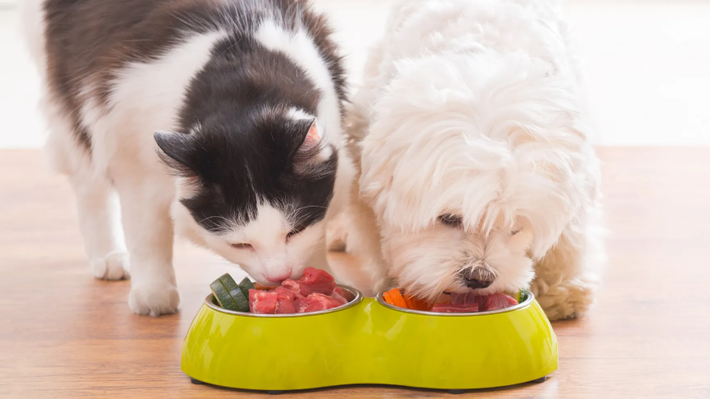 🐾 راهنمای کامل تغذیه حیوانات خانگی: چی بخورن و چی نخورن؟