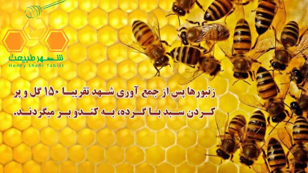 عسل چگونه تولید میشود؟ نحوه تولید عسل توسط زنبور