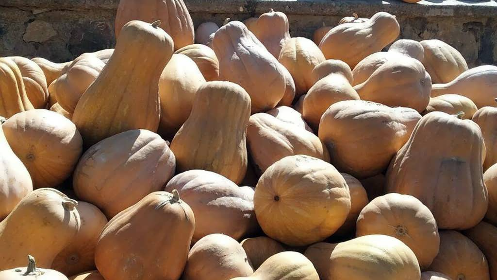 کدو حلوایی ( تنبل )