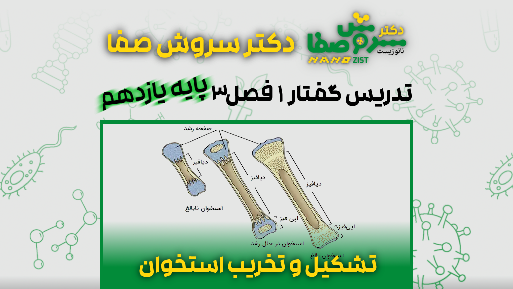 تدریس گفتار 1 فصل 3 زیست یازدهم : تشکیل و تخریب استخوان