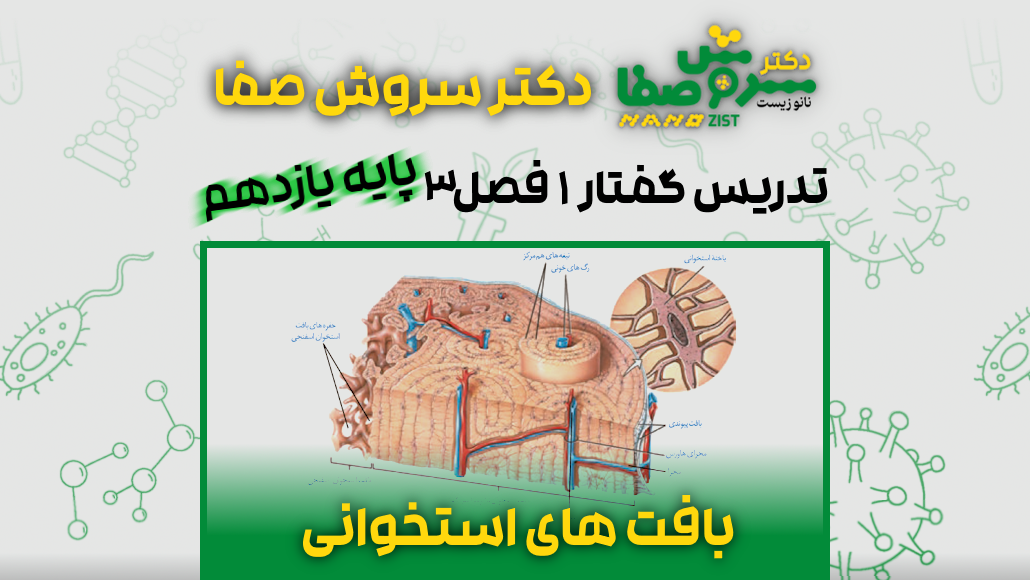 تدریس گفتار 1 فصل 3 زیست یازدهم : بافت های استخوانی