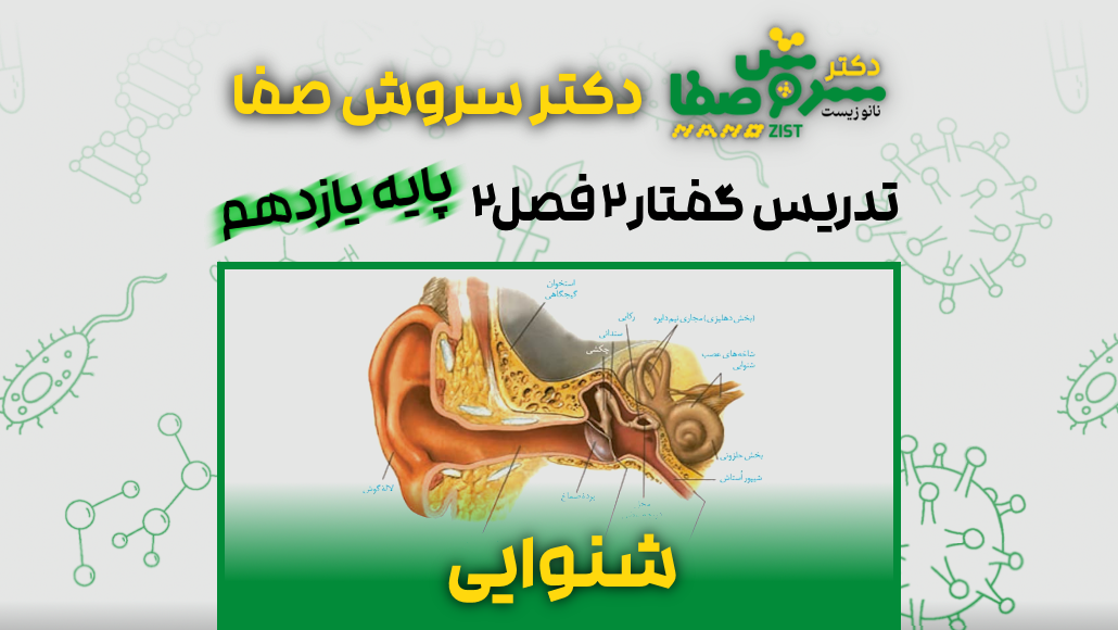 تدریس گفتار 2 فصل 2 زیست یازدهم : شنوایی