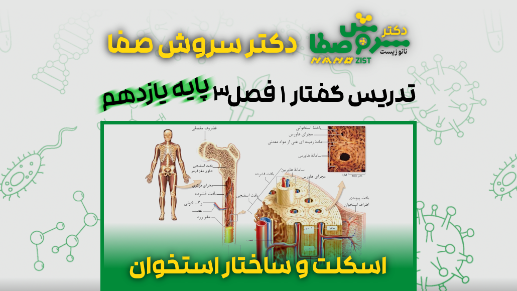 تدریس گفتار 1 فصل 3 زیست یازدهم : اسکلت و ساختار استخوان