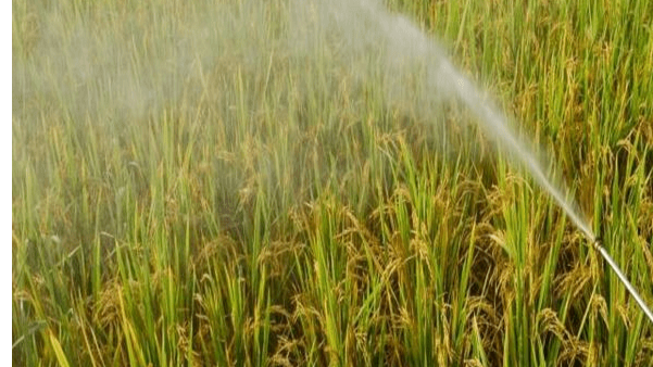 آیا برنج کشت دوم سمی است؟