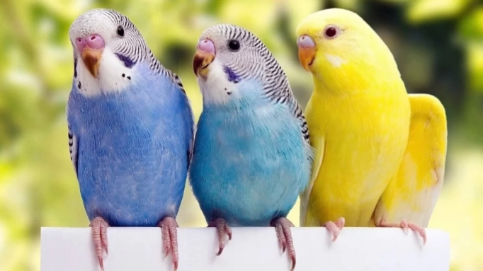 نقش کلسیم در زندگی پرندگان