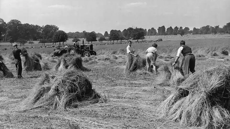 تاریخچه ی کاشت برنج در ایران
