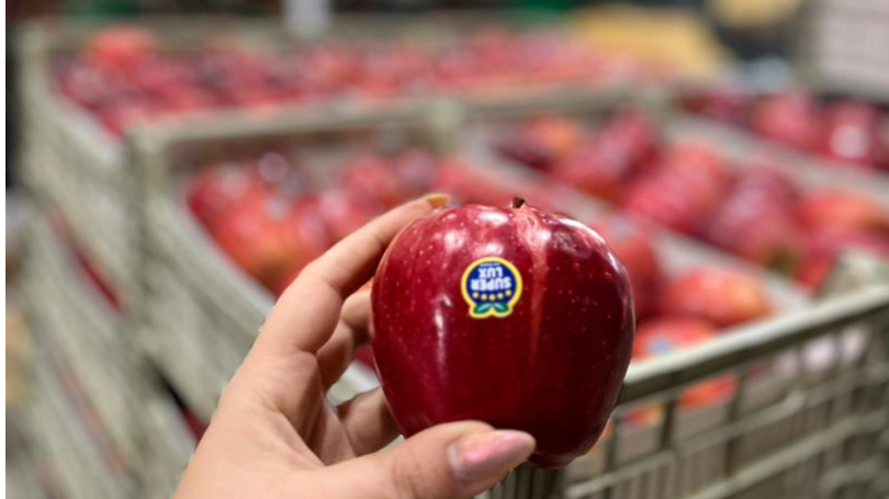 سیب آذربایجان غربی؛ طعمی از طبیعت ایران برای بازارهای جهانی 🍎