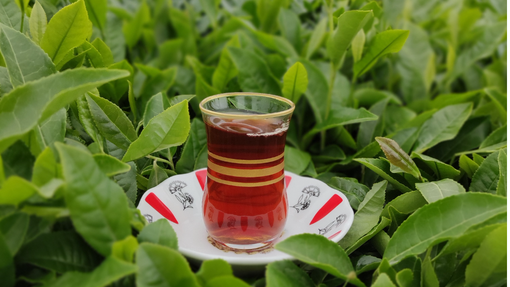 چگونه چای طبیعی اصل گیلان را تشخیص دهیم؟ 7 نکته مهم قبل از خرید