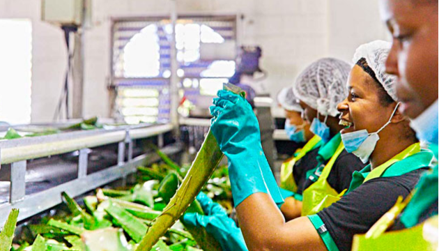 همه چیز درباره کمپانی فوراورلیوینگ