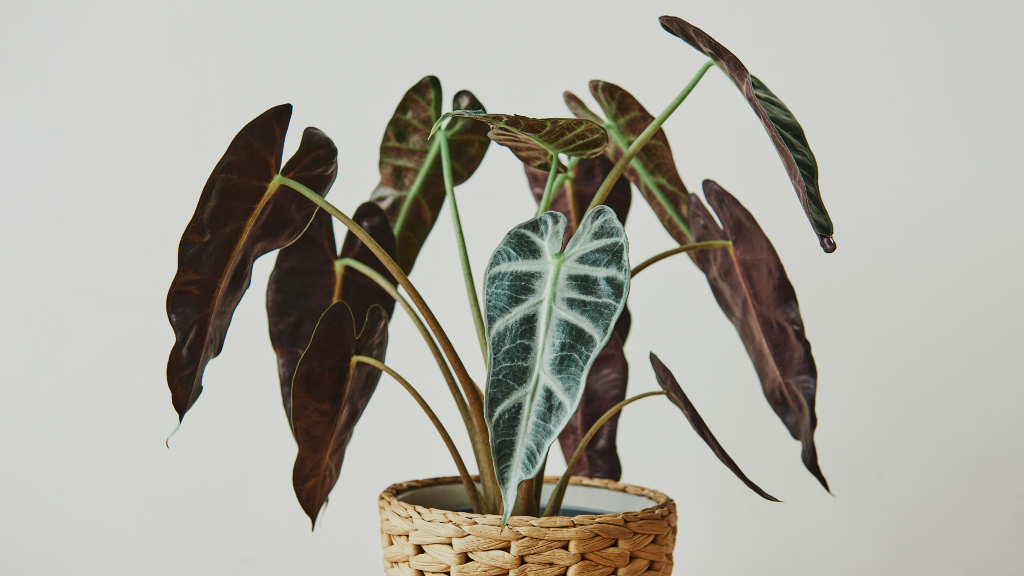 راهنمای نگهداری از آلوکازیا بامبینو