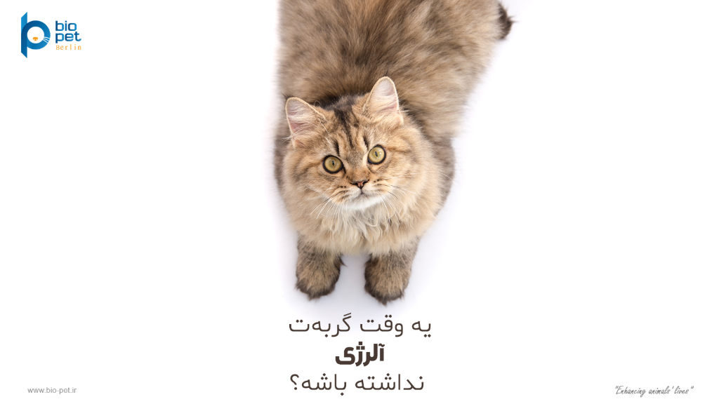 آلرژی غذایی در گربه‌ها: پیشگیری و مدیریت با غذای خشک هیپوآلرژنیک