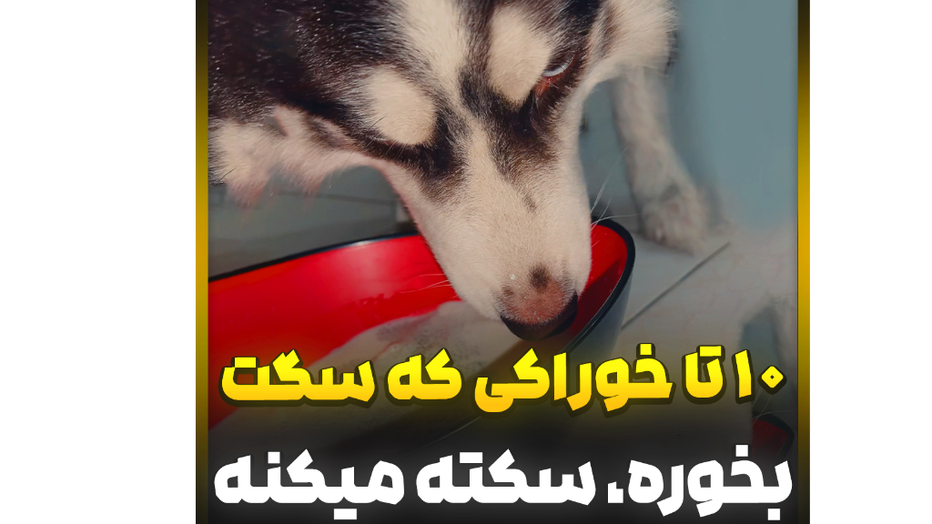آموزش رایگان سگ ها ((تغذیه سگ ها))